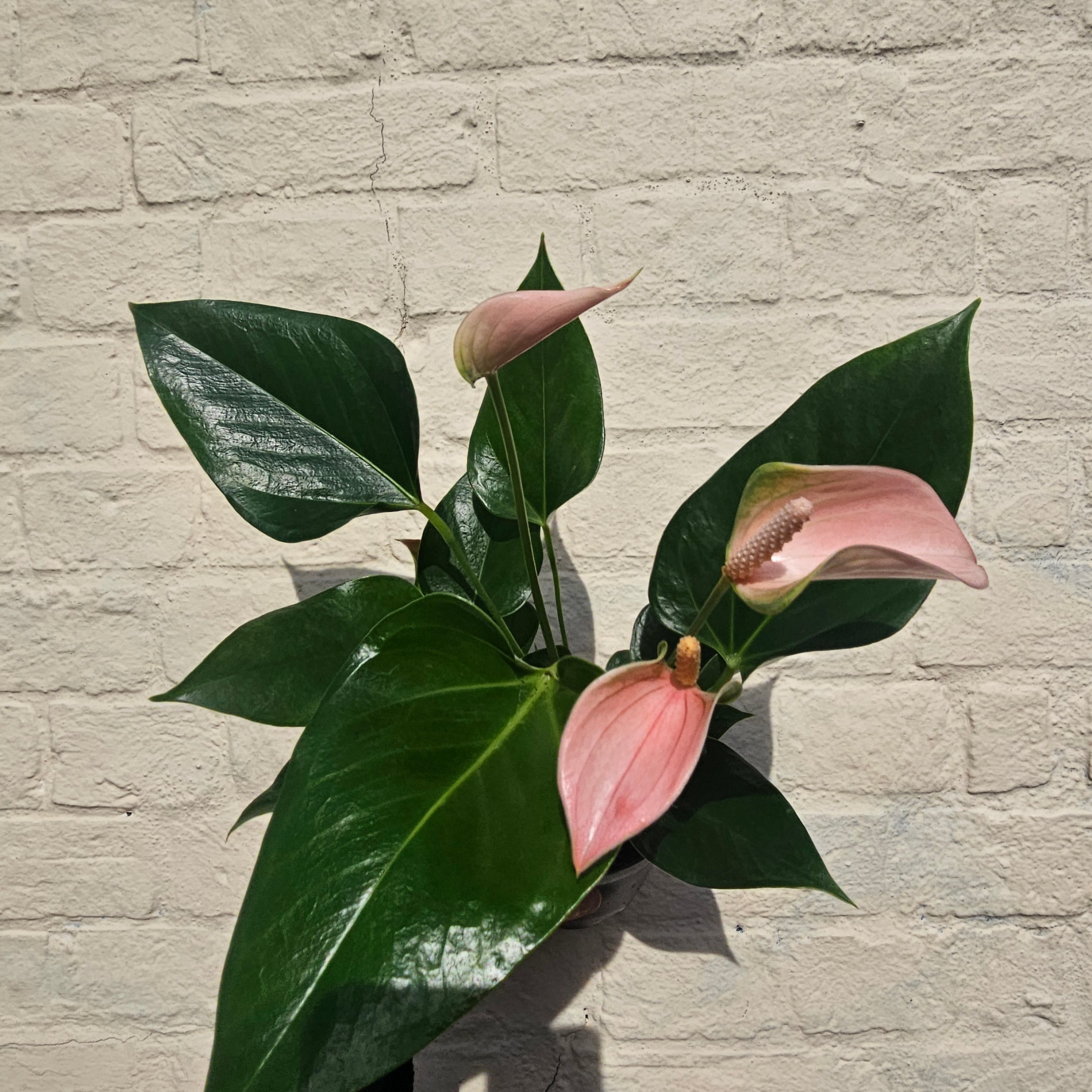 Anthurium Karma (Flamingo Flower)