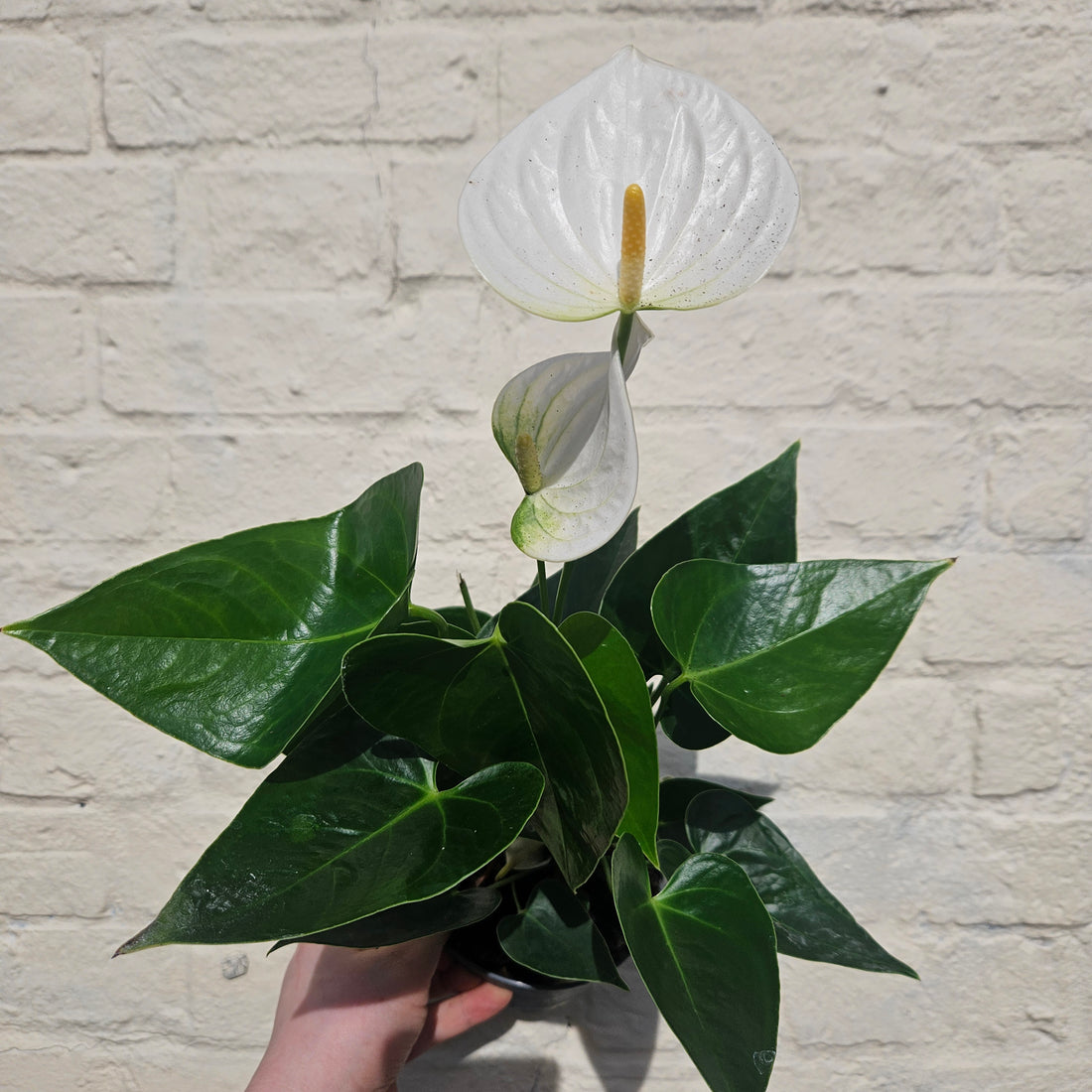 Anthurium Karma (Flamingo Flower)