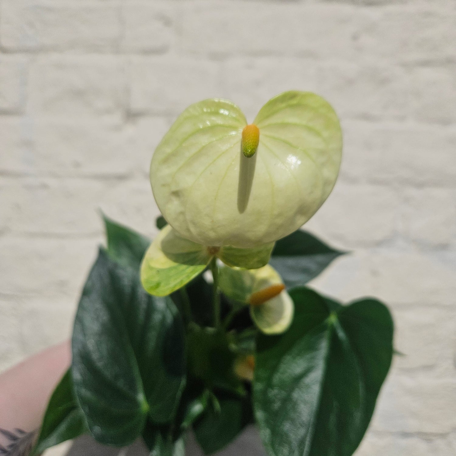 Anthurium Karma (Flamingo Flower)