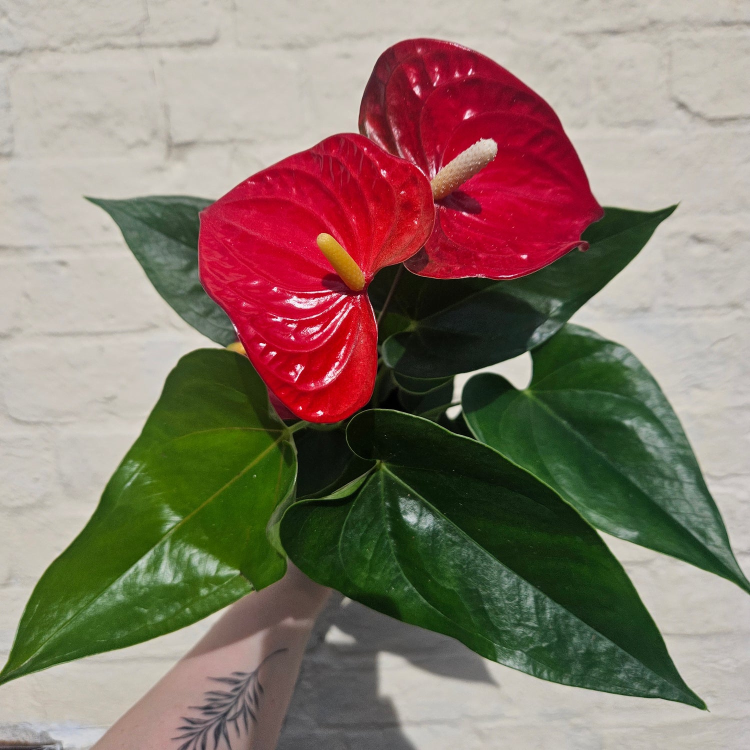 Anthurium Karma (Flamingo Flower)