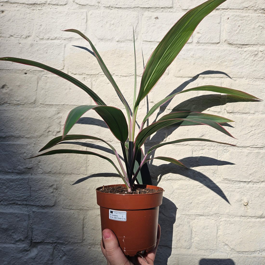 Cordyline fruticosa &