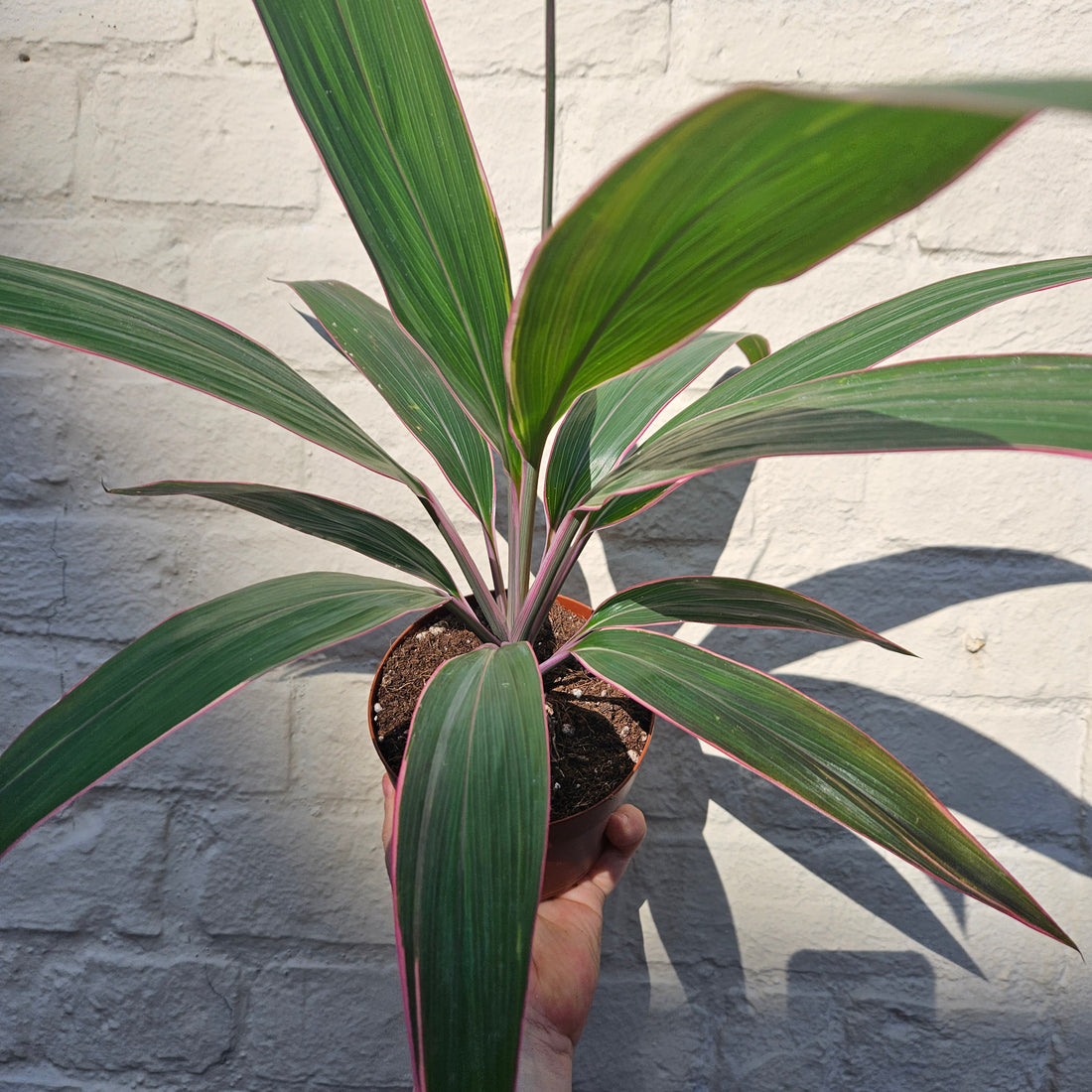 Cordyline fruticosa &