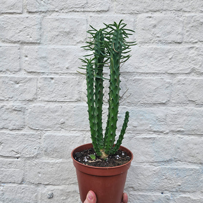 Euphorbia loricata (African palm tree)