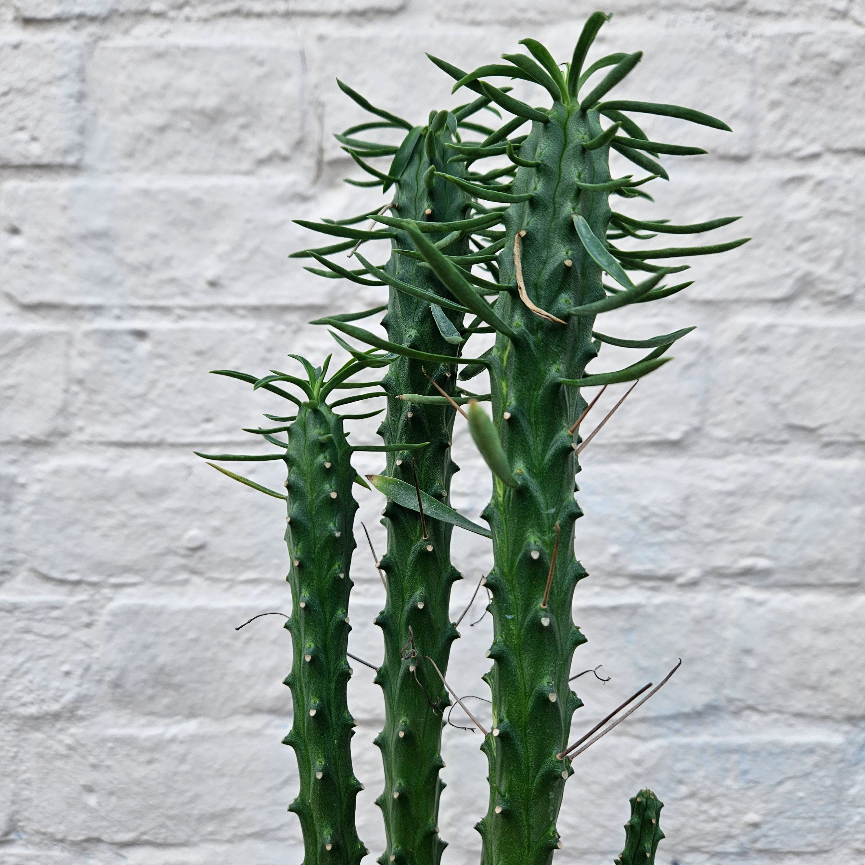 Euphorbia loricata (African palm tree)