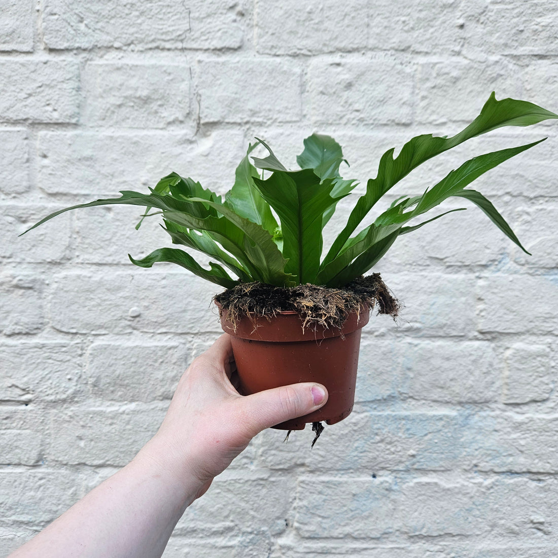 Asplenium gioia (Nest Fern)