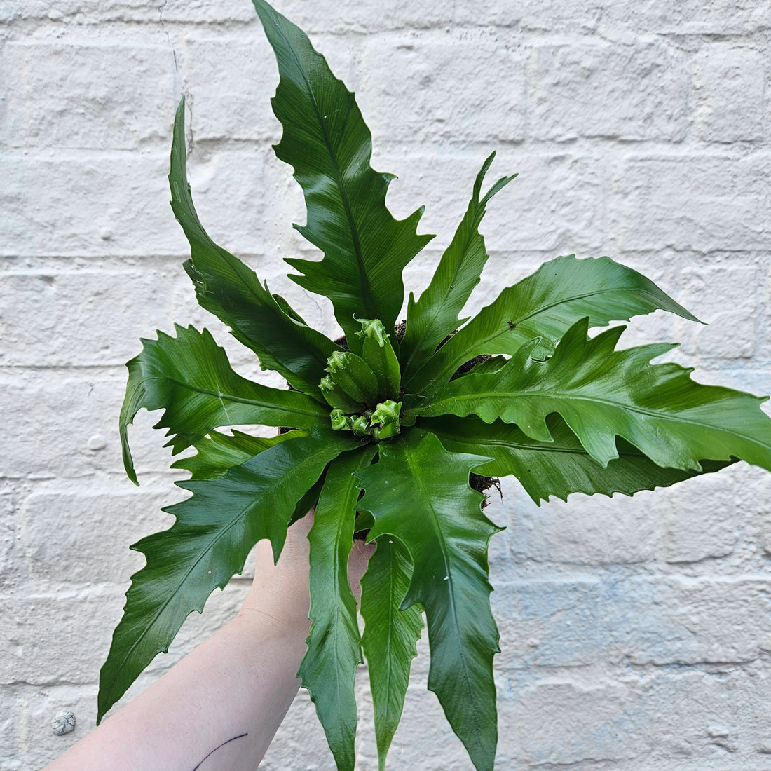 Asplenium gioia (Nest Fern)