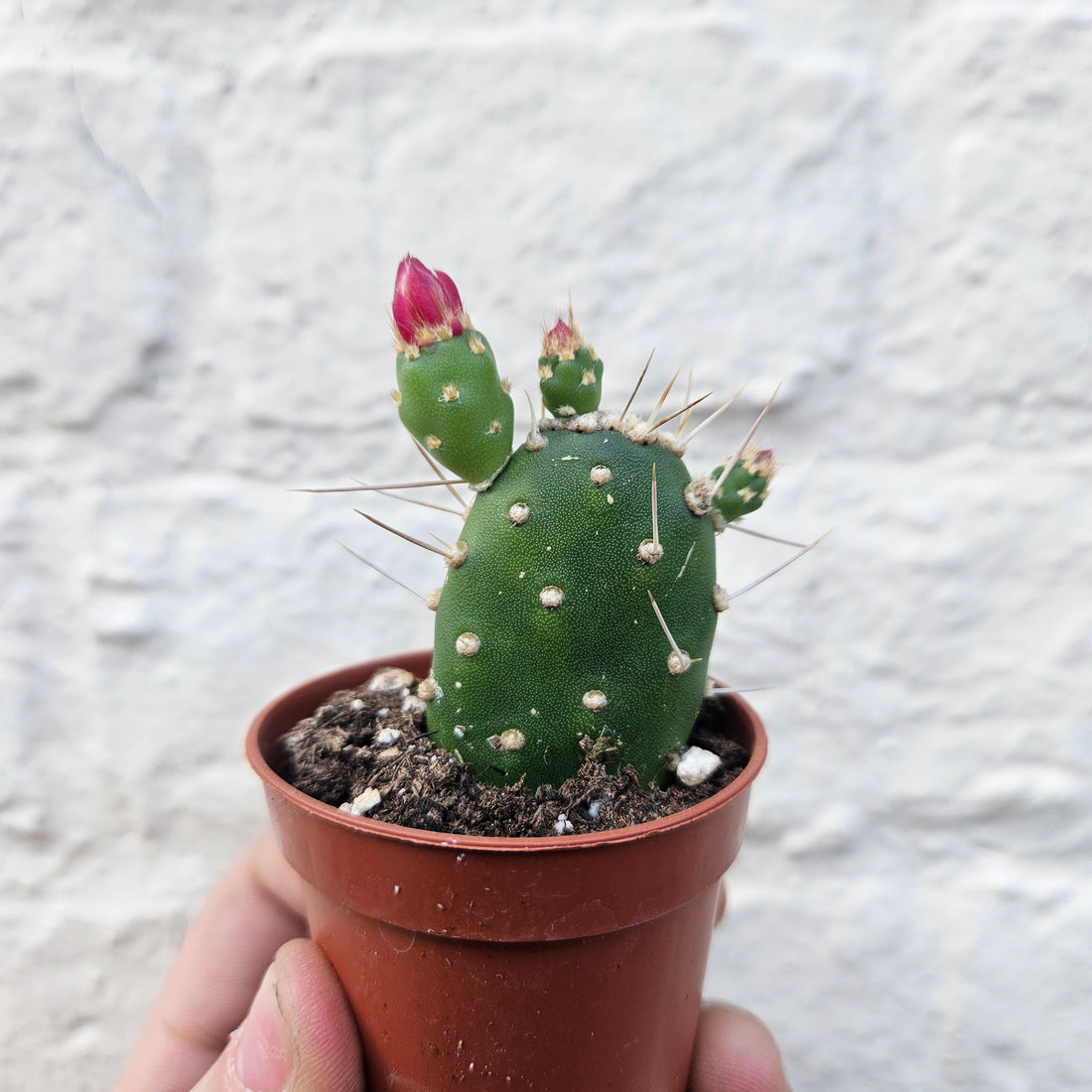 Opuntia quitensis (Flowering Opuntia)