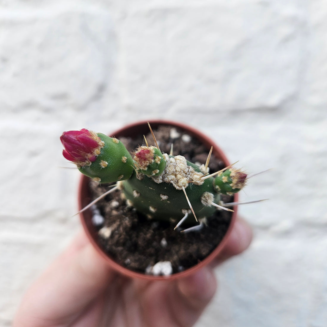 Opuntia quitensis (Flowering Opuntia)