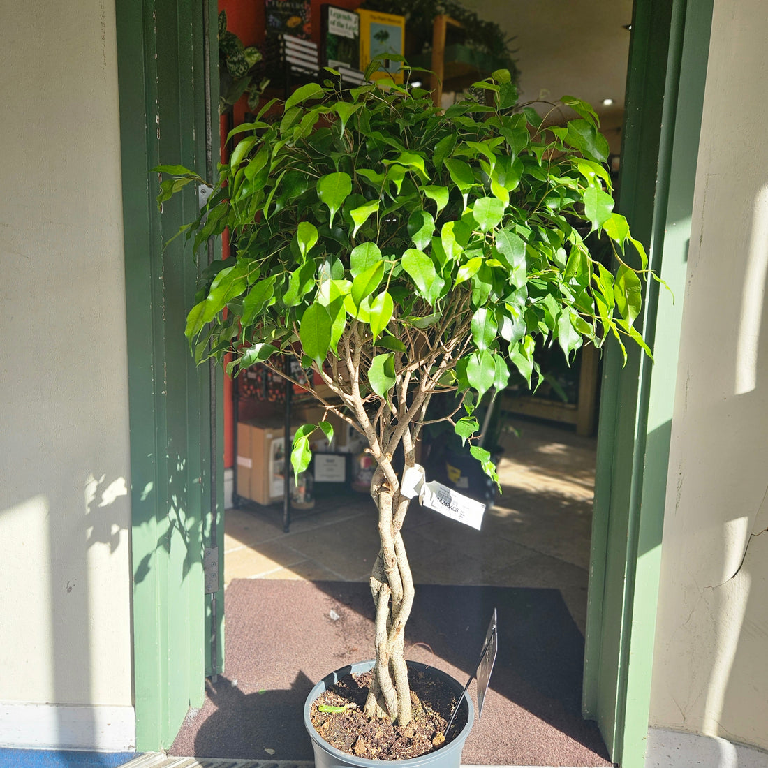 Ficus benjamina &