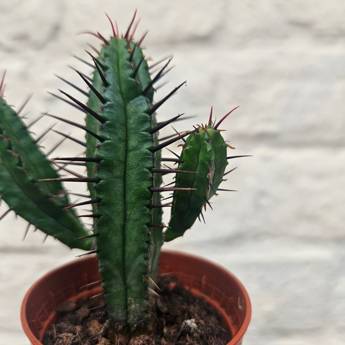 Euphorbia enopla (Pincushion plant) - British Grown