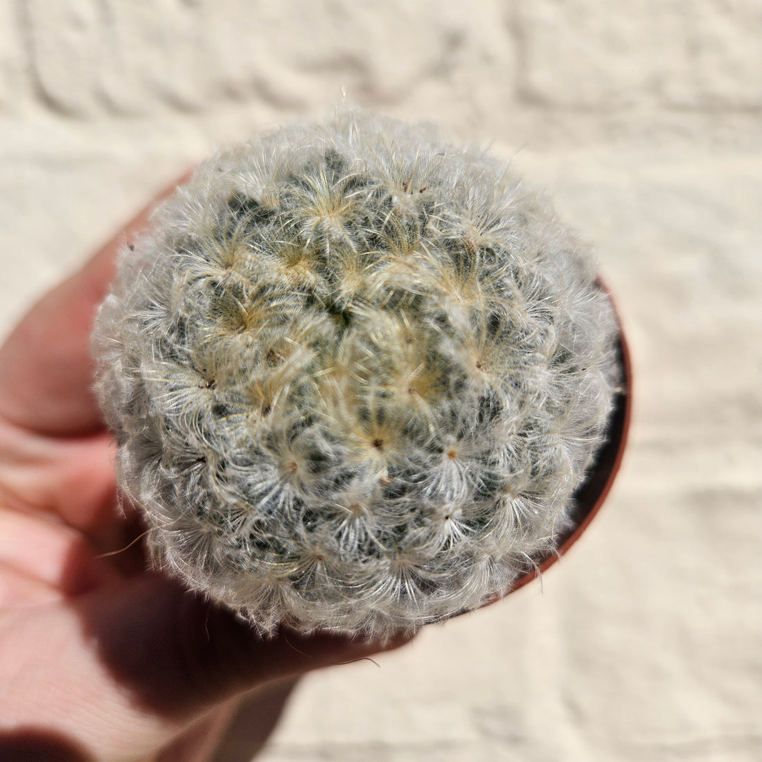 Mammillaria plumosa (Feather Cactus) British grown cacti