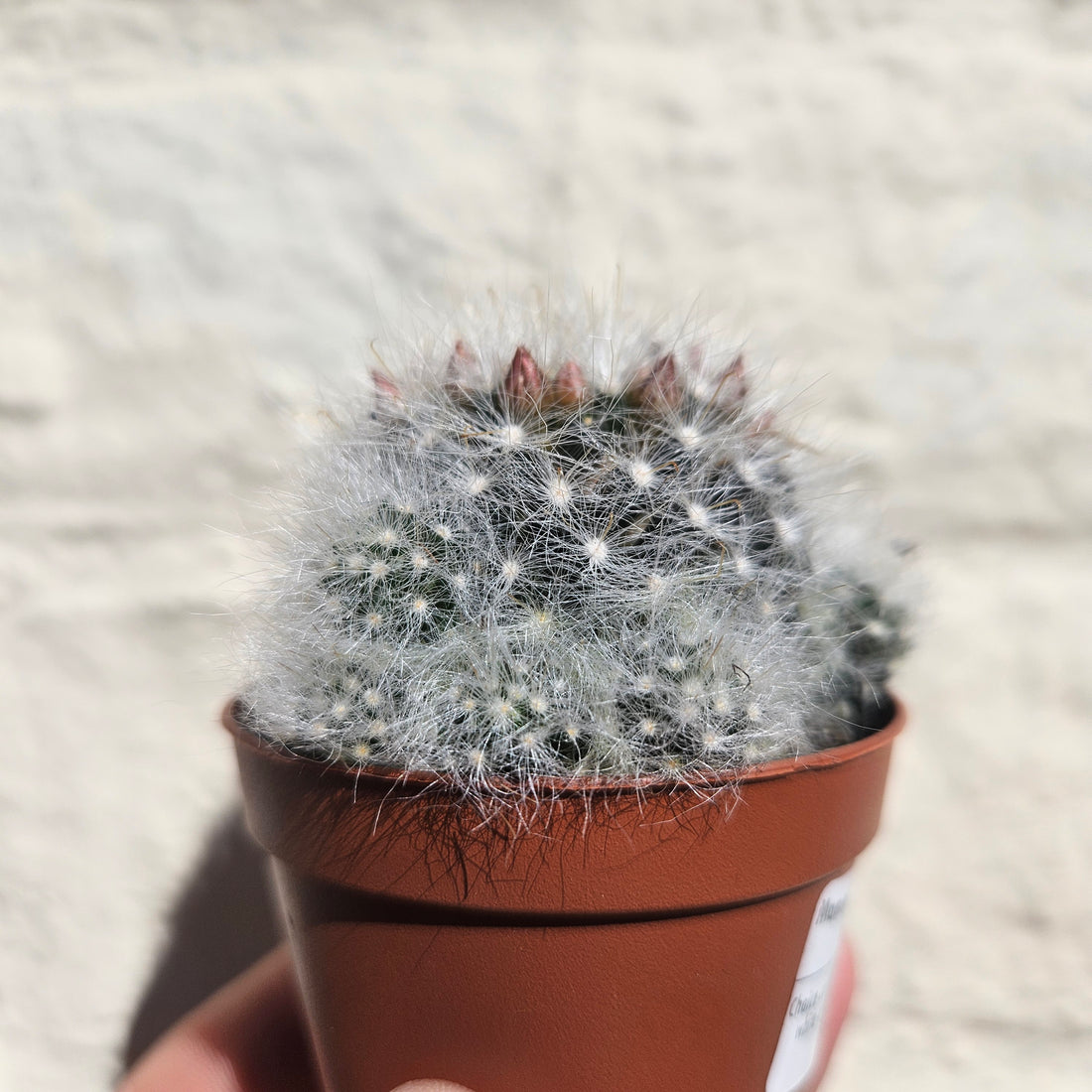 Mammillaria laui dasyacantha (fluffy cactus) - British grown