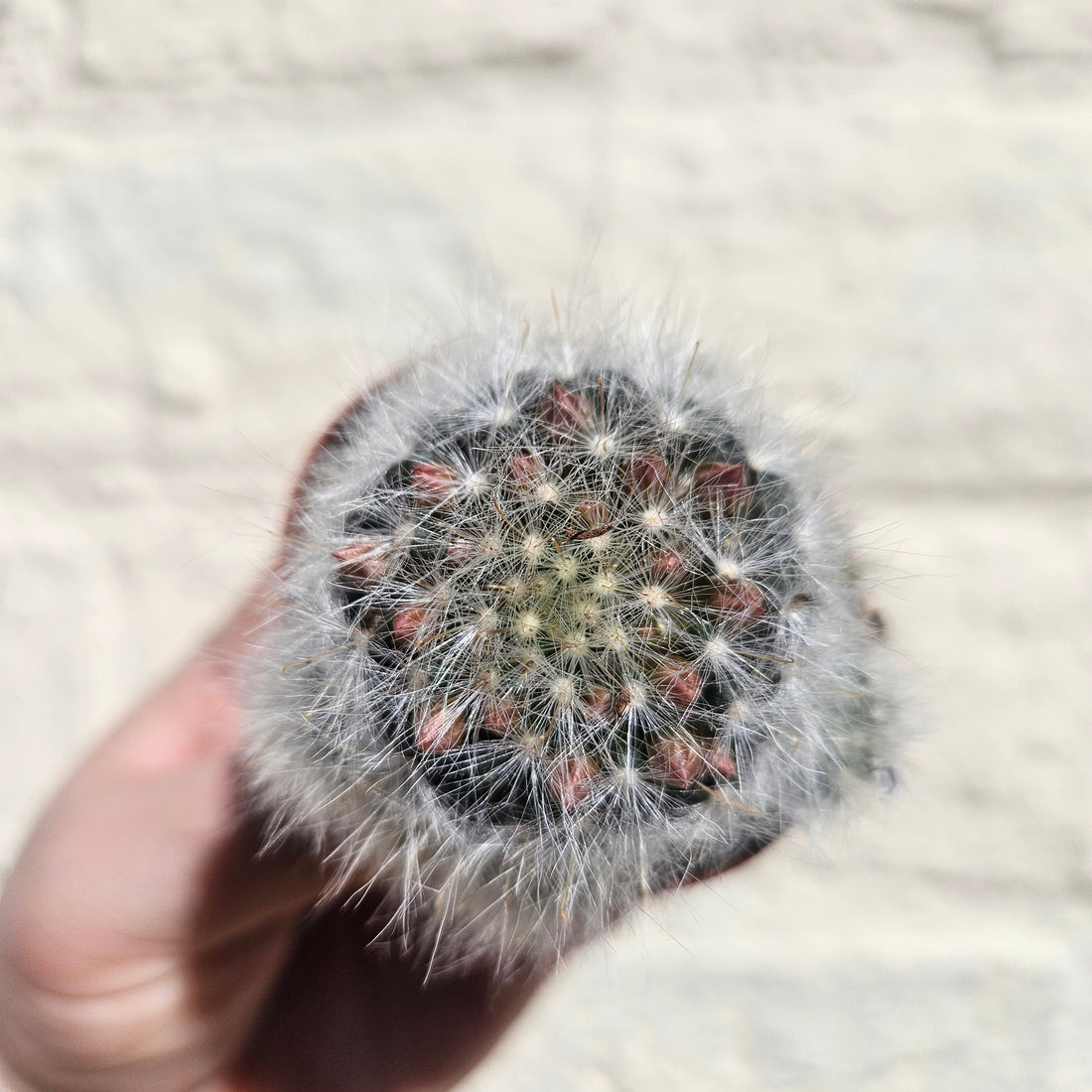 Mammillaria laui dasyacantha (fluffy cactus) - British grown