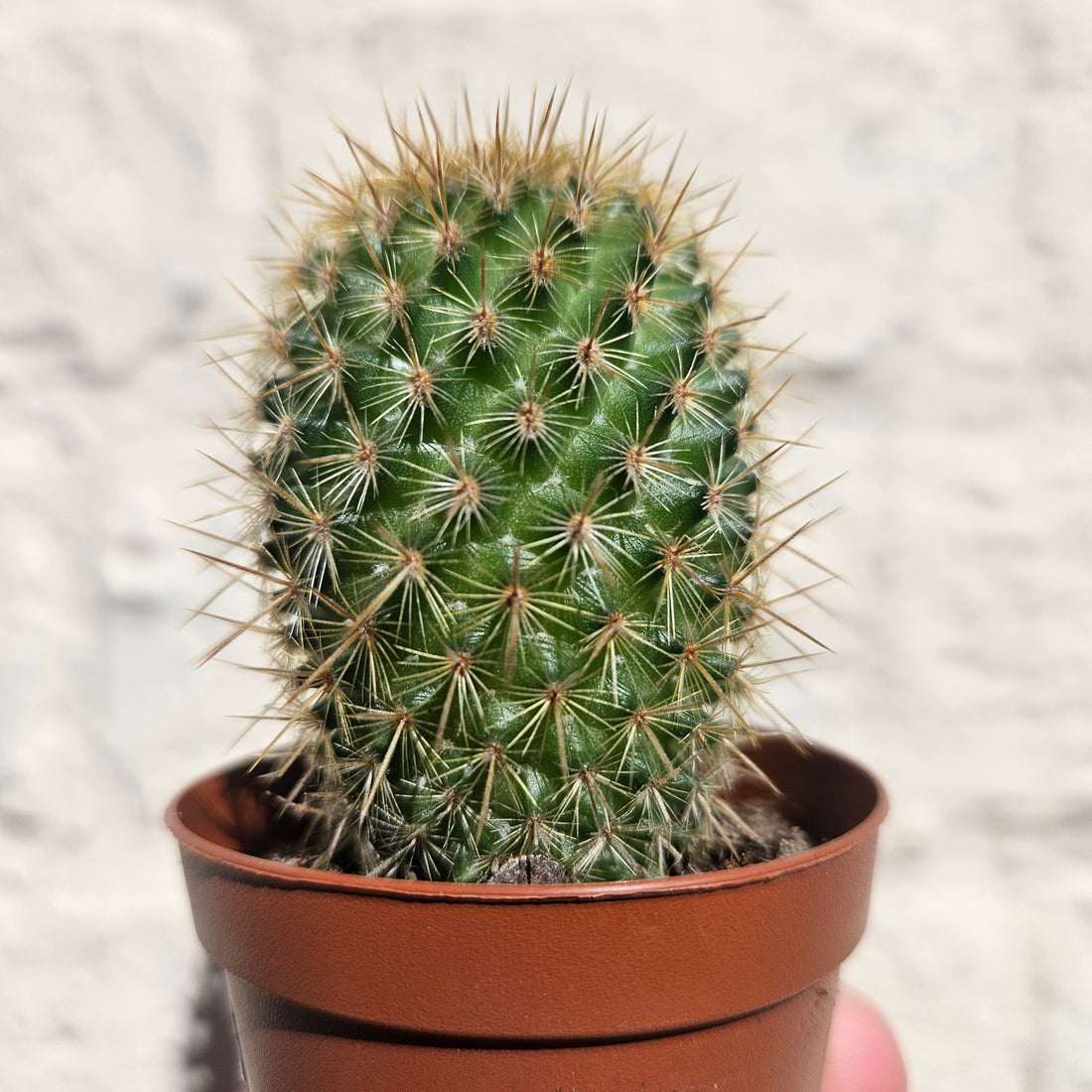 Mammillaria eriacantha &