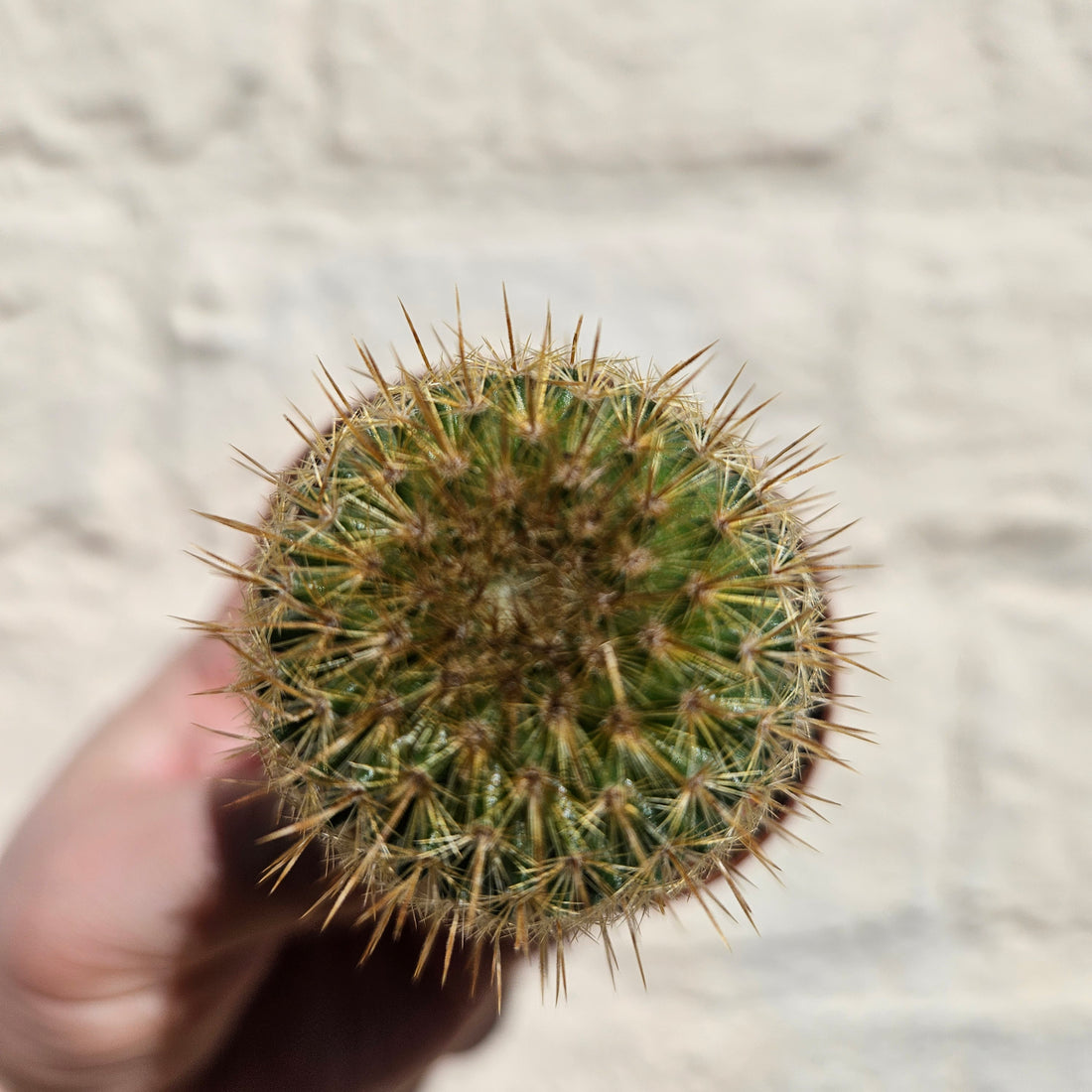 Mammillaria eriacantha &