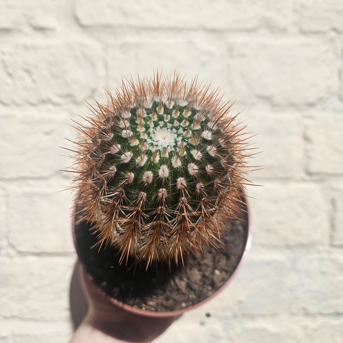 Notocactus schlosseri (Schlossers cacti) British grown cactus