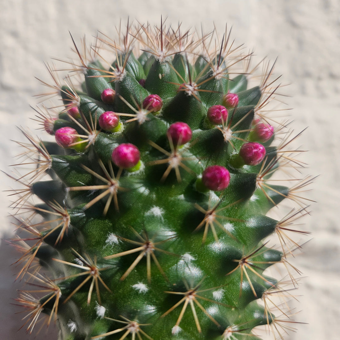 Mammillaria ernestii (True Mammillaria)- British Grown Cacti