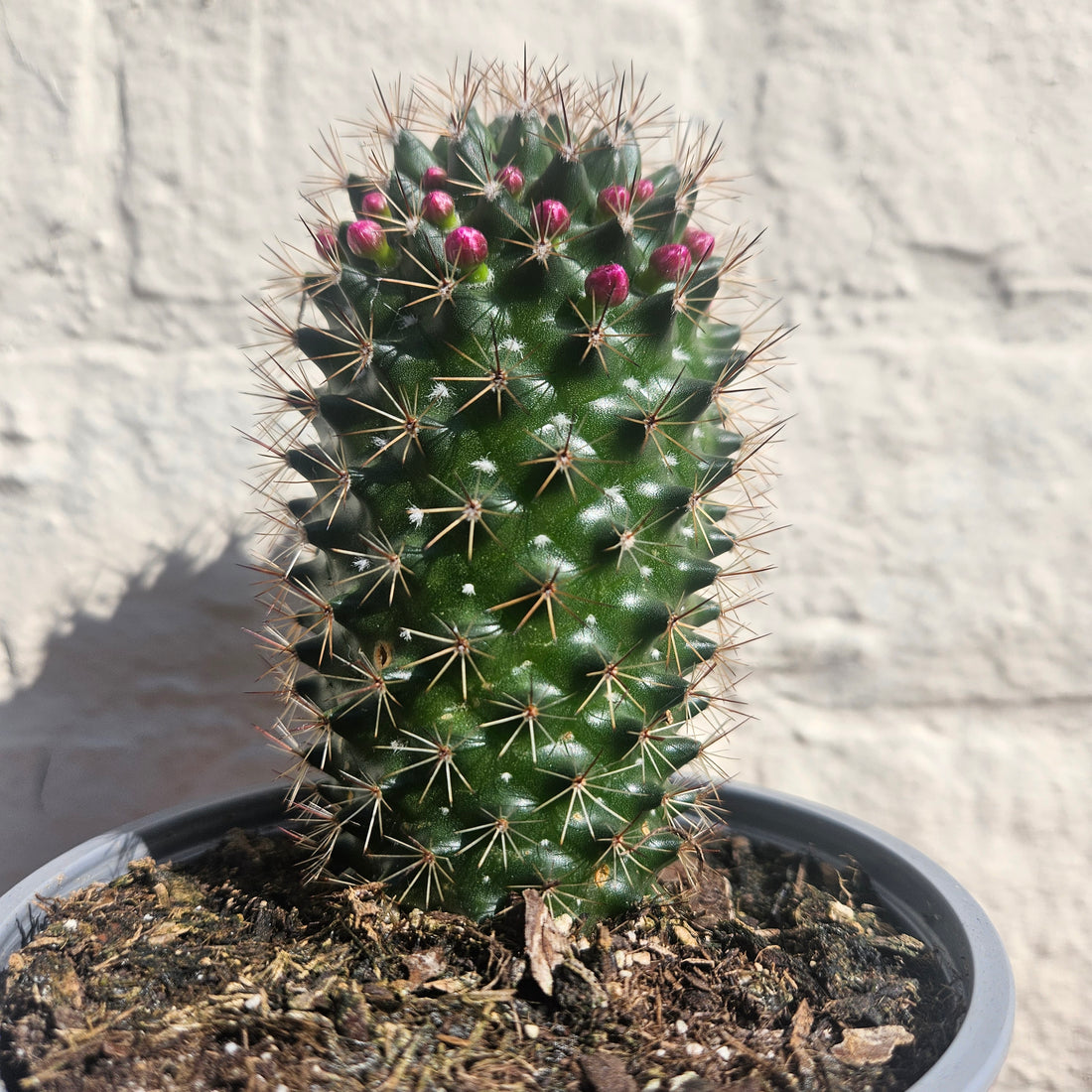 Mammillaria ernestii (True Mammillaria)- British Grown Cacti