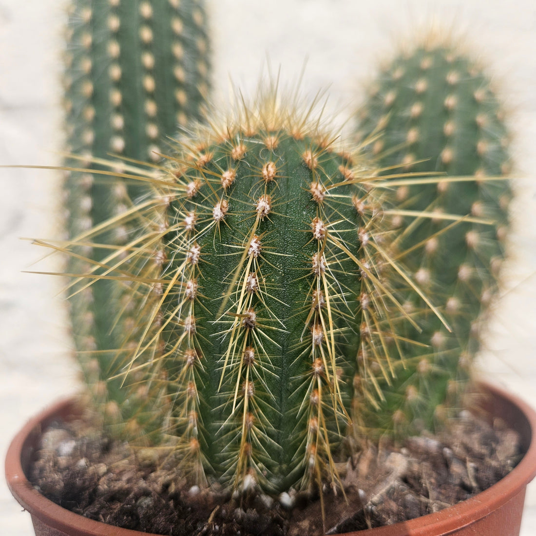 Vatricania guentheri syn. Espostoa guentheri (Red Fox Tail Cactus) - British grown cacti