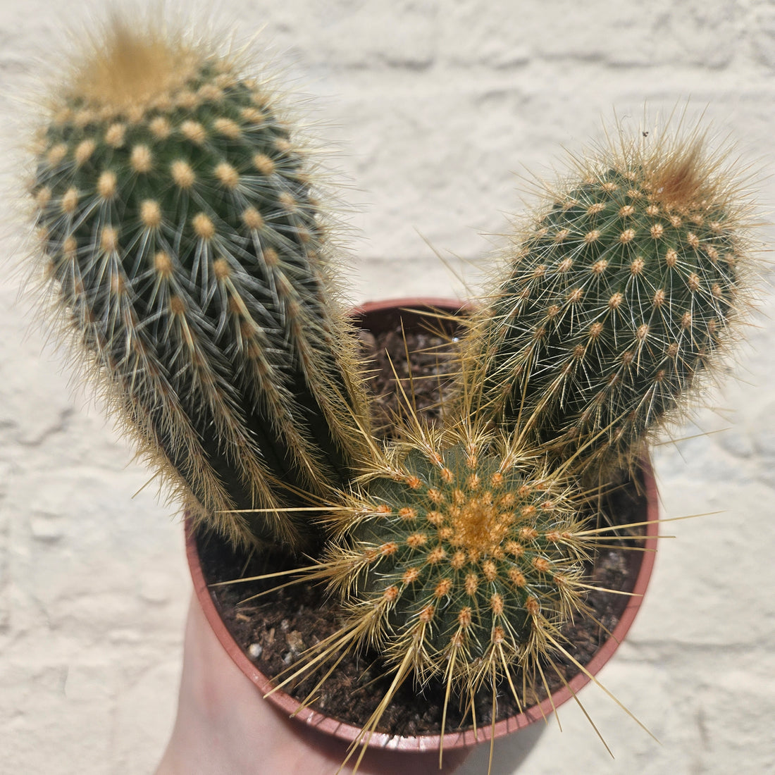 Vatricania guentheri syn. Espostoa guentheri (Red Fox Tail Cactus) - British grown cacti