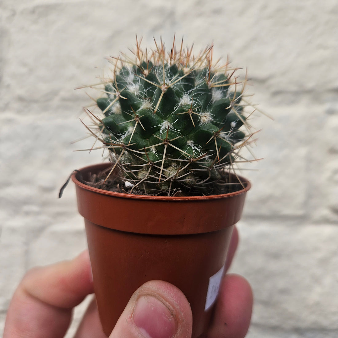 Mammillaria nejapensis (owl eye cactus) British grown cacti