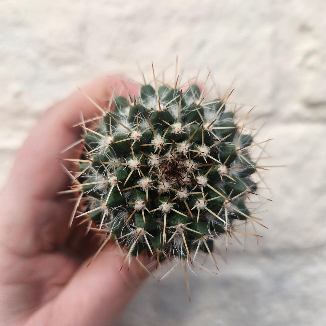 Mammillaria nejapensis (owl eye cactus) British grown cacti