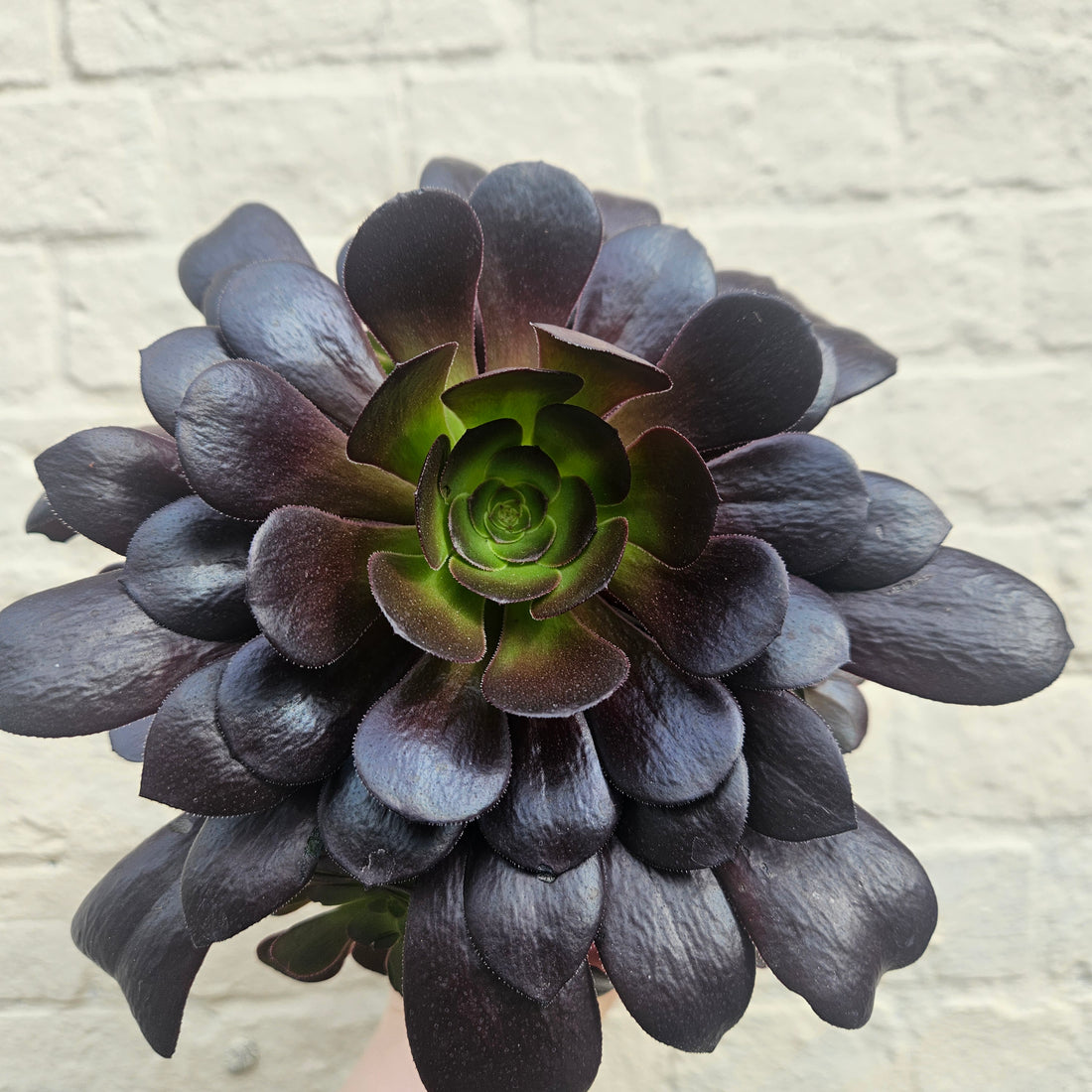 Aeonium arboreum Varieties (Houseleek Tree/ Tree Aeonium)