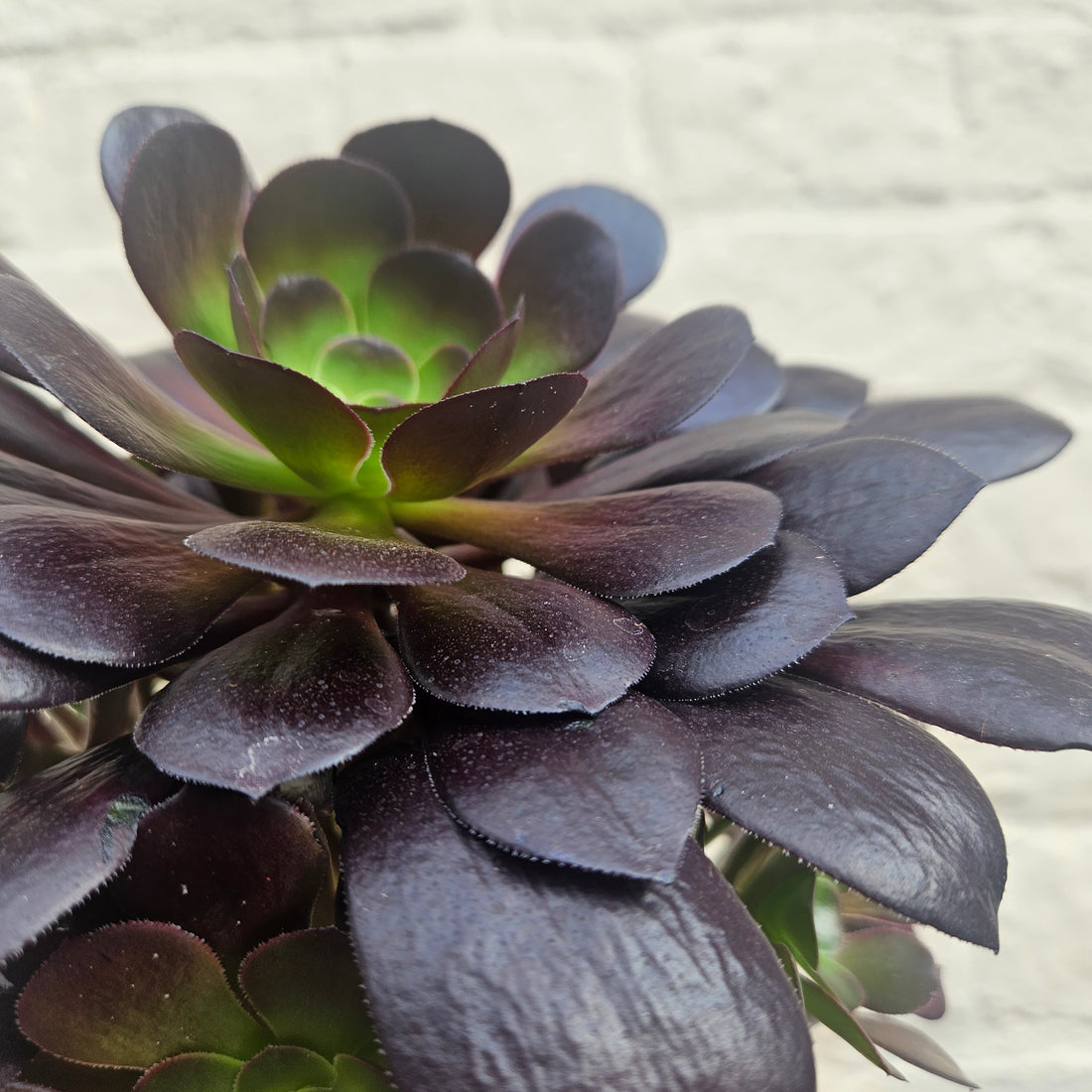 Aeonium arboreum Varieties (Houseleek Tree/ Tree Aeonium)