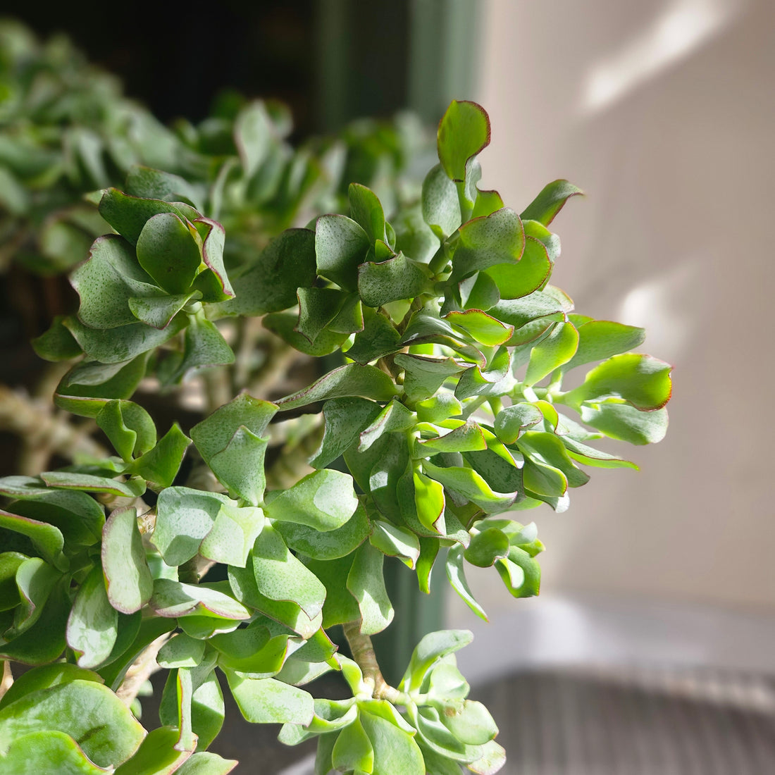 Crassula aborescens undulatifolia &