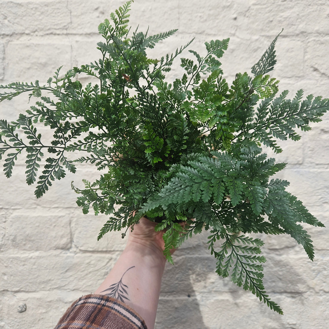 Humata tyermanii (White Rabbit Foots Fern)