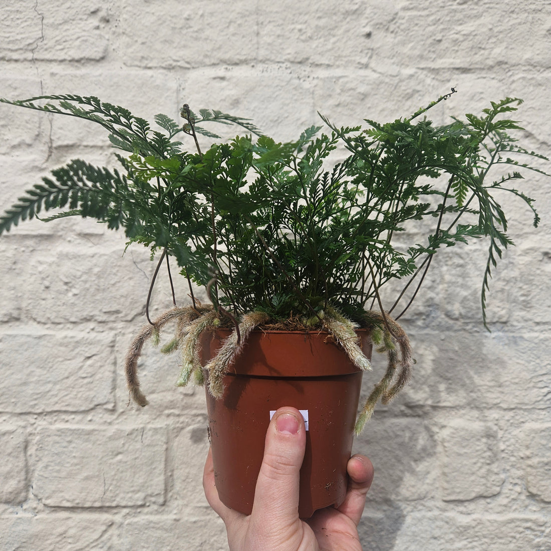 Humata tyermanii (White Rabbit Foots Fern)