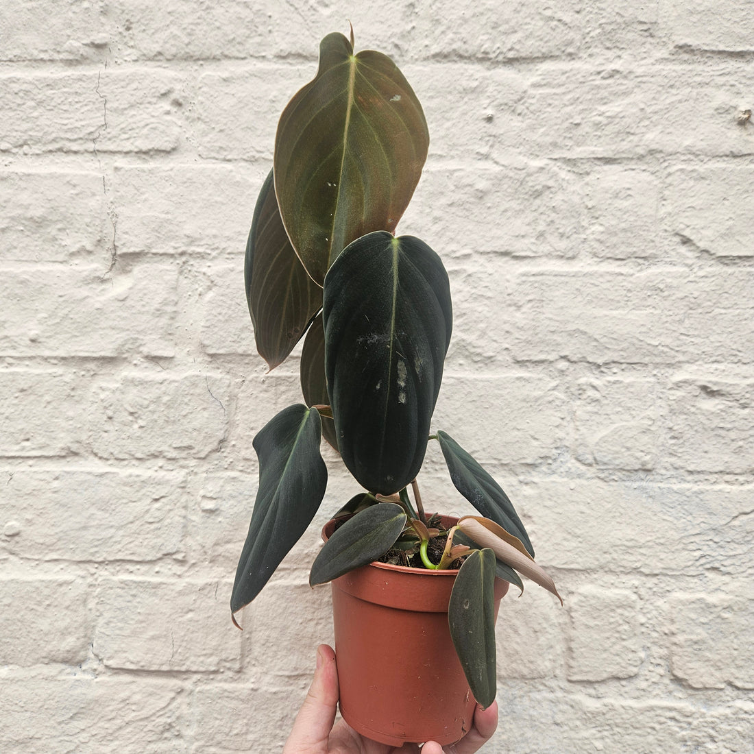 Philodendron gigas