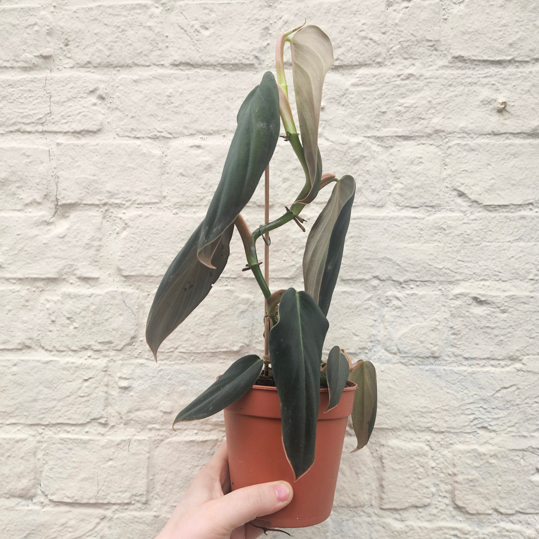 Philodendron gigas