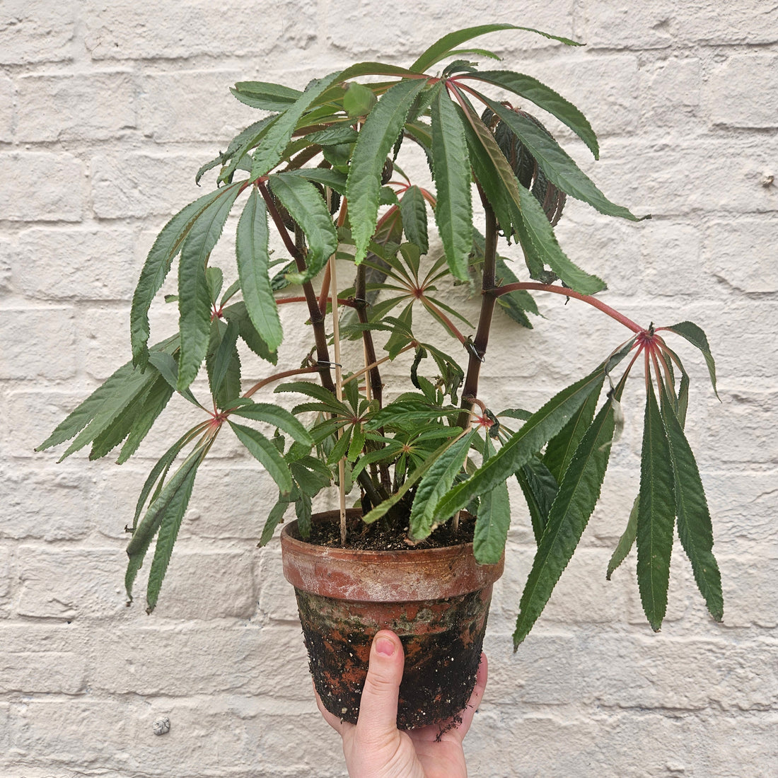 Begonia luxurians (Palm Leaf Begonia) planted in terracotta pot with sauce