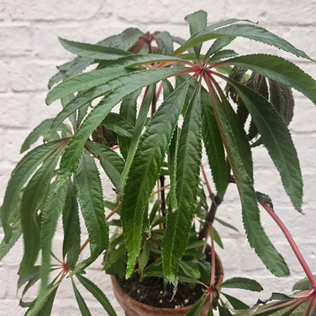 Begonia luxurians (Palm Leaf Begonia) planted in terracotta pot with sauce