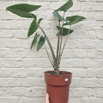 Alocasia zebrina (Elephant ear)