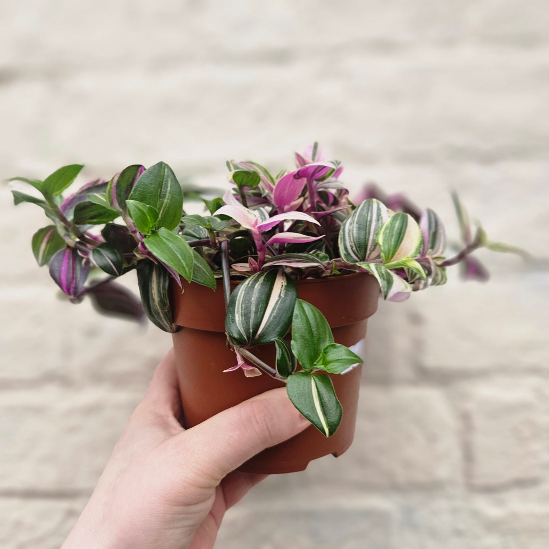 Tradescantia flumensis &