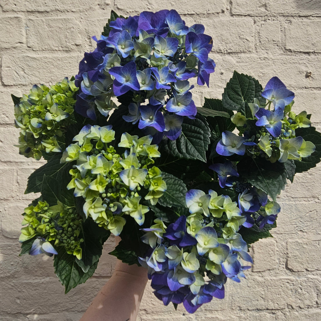 Hydrangea macrophylla (Various colours)