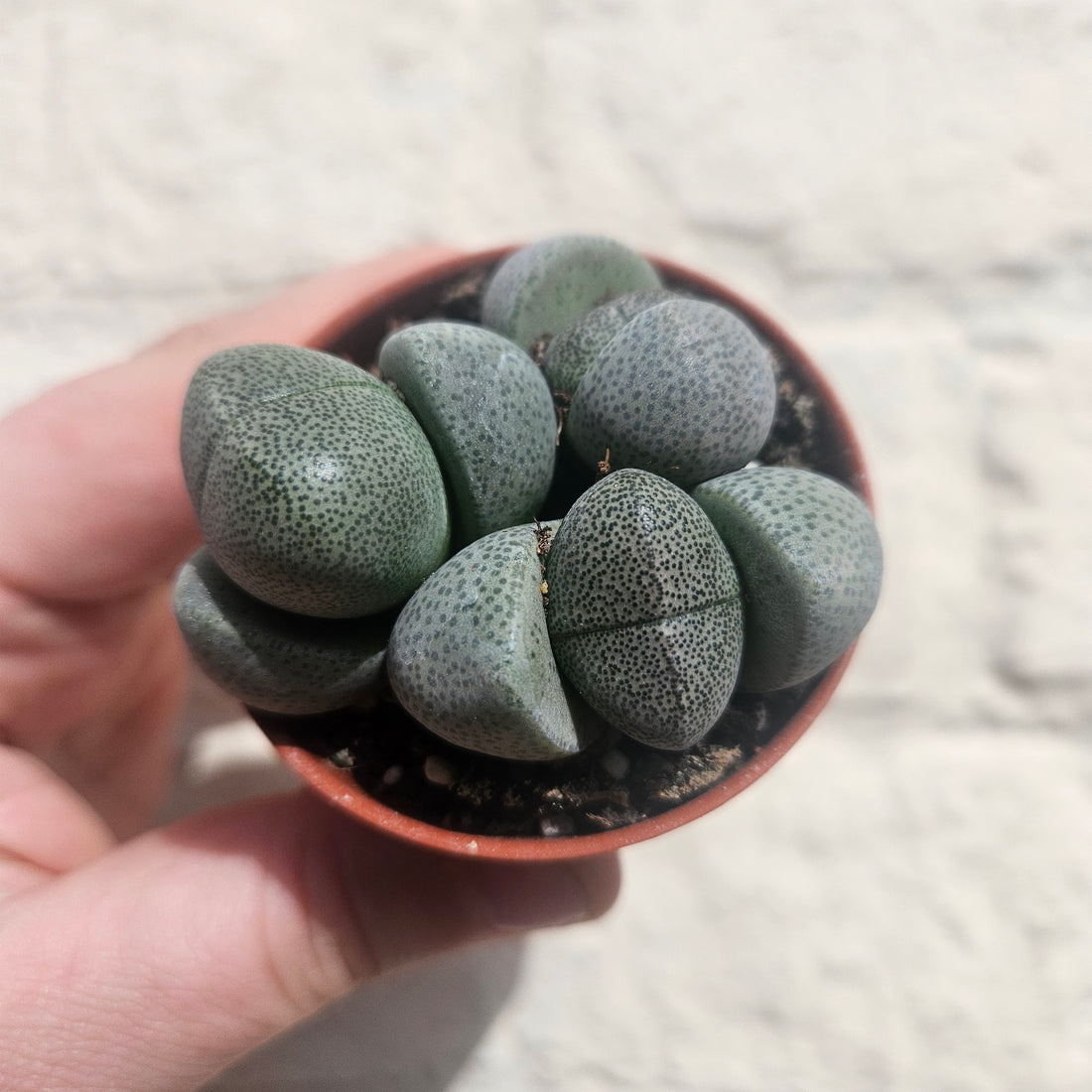 Pleiospilos nelii (Split Rock Plant/ Succulent)