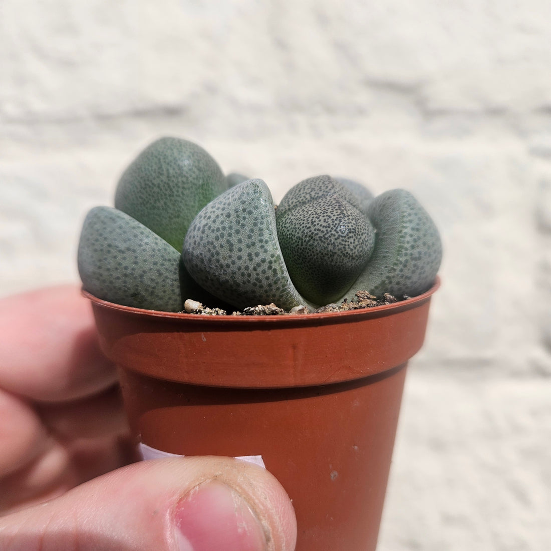 Pleiospilos nelii (Split Rock Plant/ Succulent)