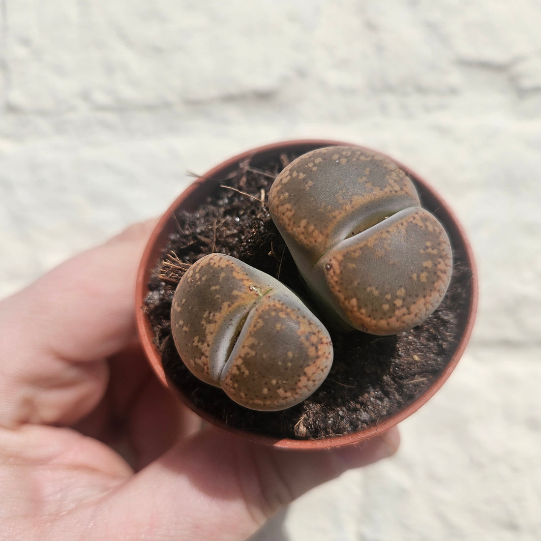 Lithops varieties (Living Stones)