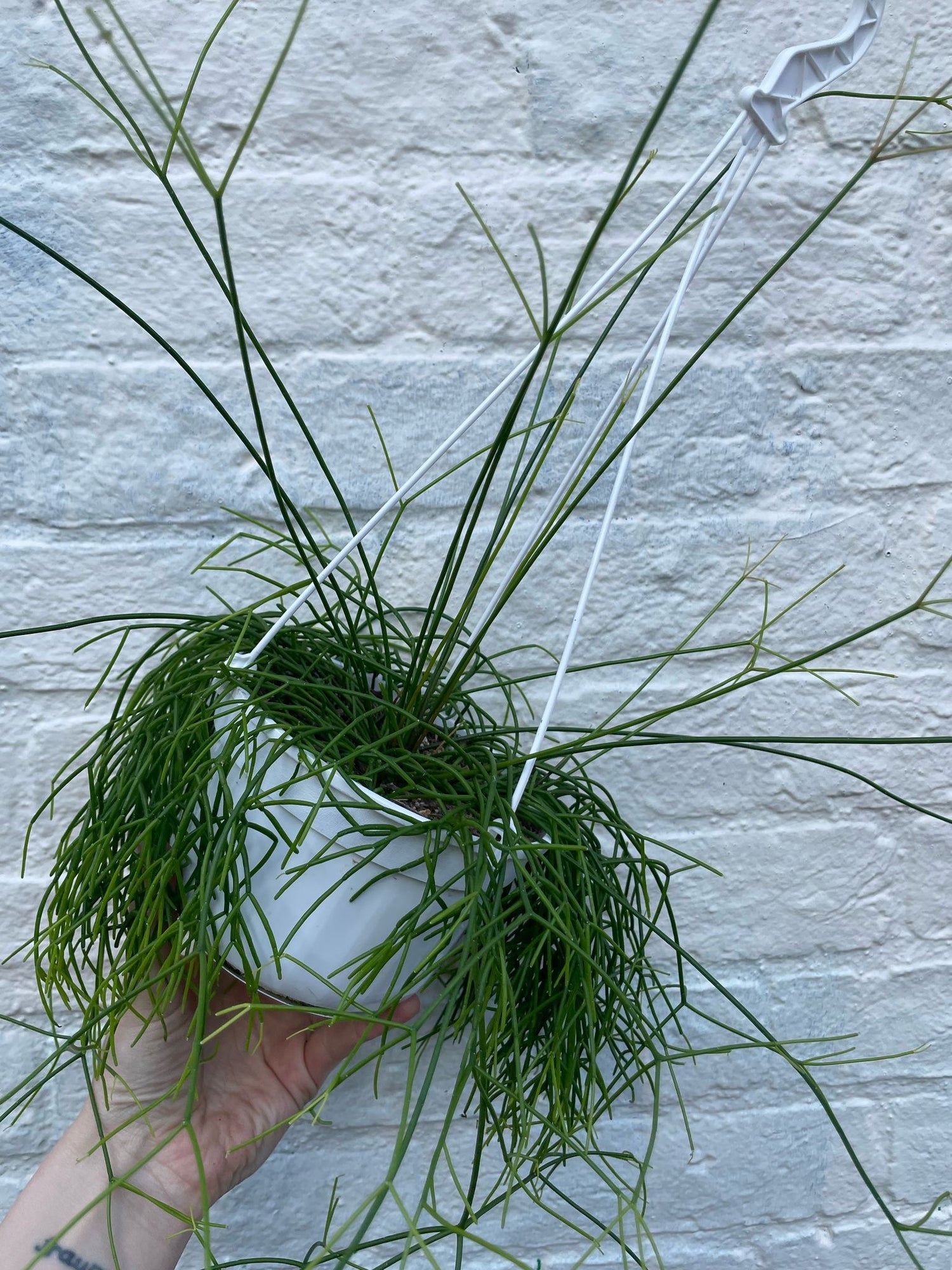 Rhipsalis Capilliformis (Mistletoe Cactus)