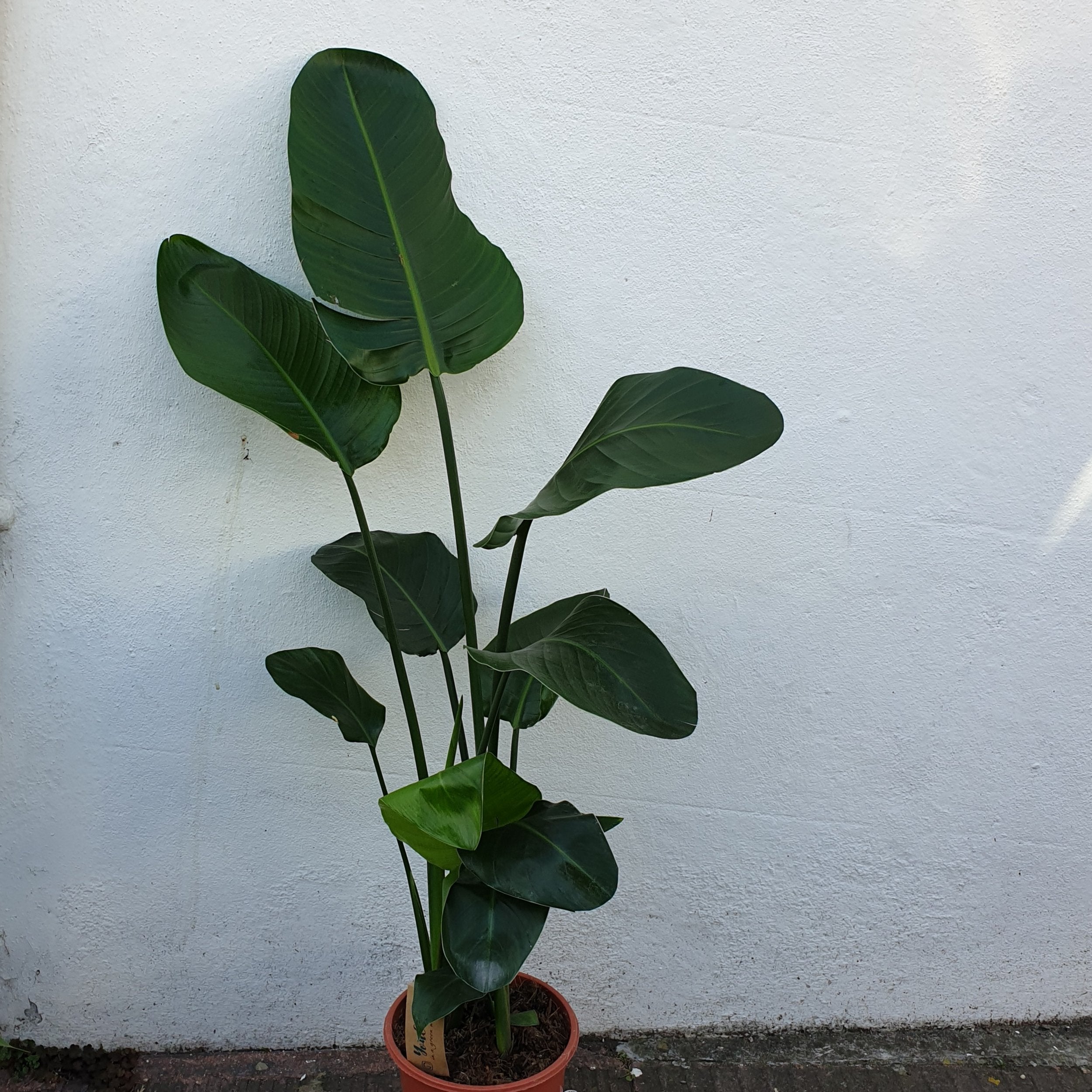 Strelitzia nicolai (White Bird of Paradise)