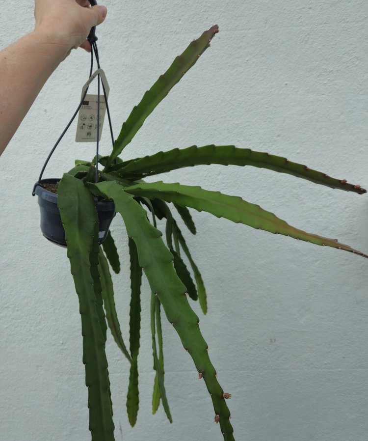 Epiphyllum ackermannii (Orchid cactus) in hanging pot