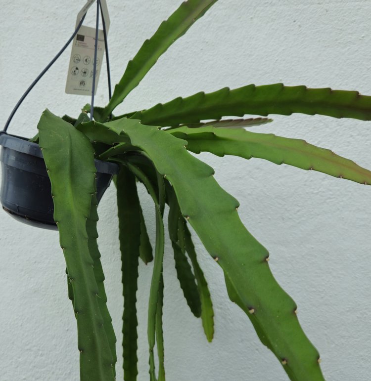 Epiphyllum ackermannii (Orchid cactus) in hanging pot