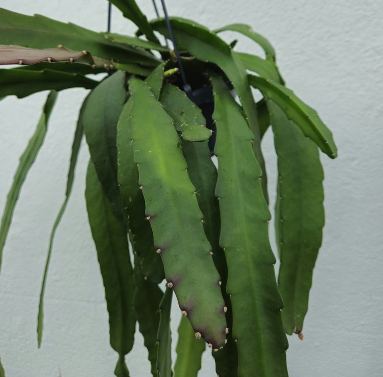 Epiphyllum ackermannii (Orchid cactus) in hanging pot