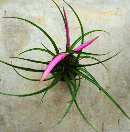 Tillandsia cyanea &