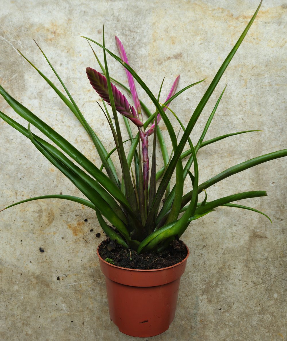 Tillandsia cyanea &