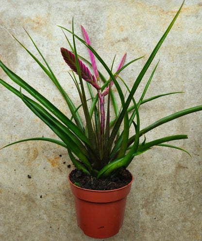 Tillandsia cyanea &