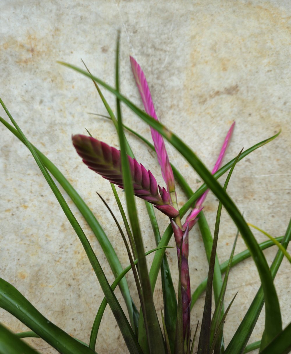 Tillandsia cyanea &